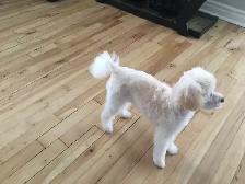 Je recherche un petit chien genre Caniche mais ouvert - Photo 4