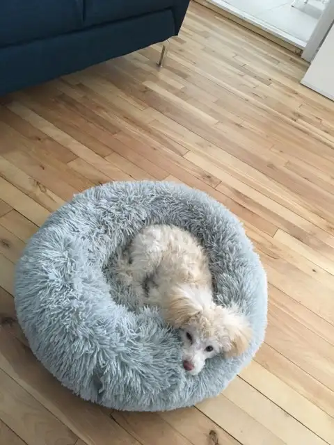 Je recherche un petit chien genre Caniche mais ouvert - Photo 5