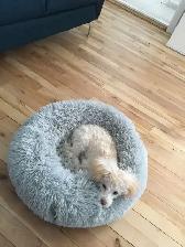 Je recherche un petit chien genre Caniche mais ouvert - Photo 5