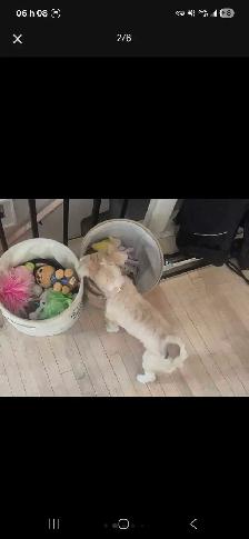 Gardienne petits chiens /Dog sitter - Photo 2