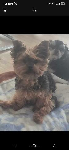Gardienne petits chiens /Dog sitter - Photo 3