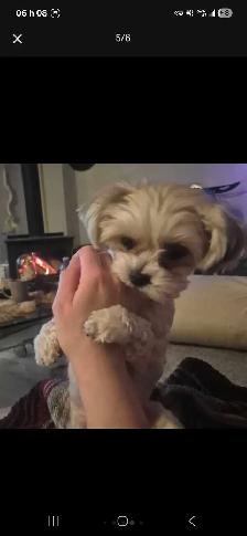 Gardienne petits chiens /Dog sitter - Photo 5