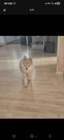 Gardienne petits chiens /Dog sitter - Photo 6