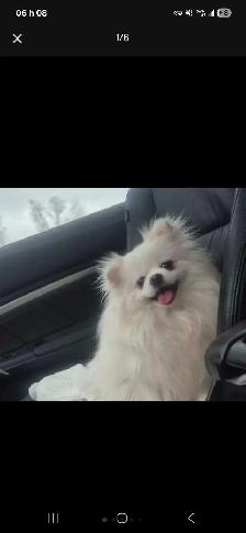 Gardienne petits chiens /Dog sitter