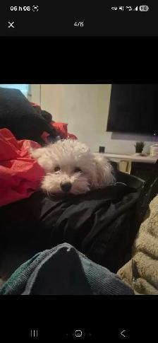 Gardienne petits chiens /Dog sitter - Photo 4
