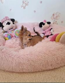 SWEET CKC FEMALE FULLY TRAINED