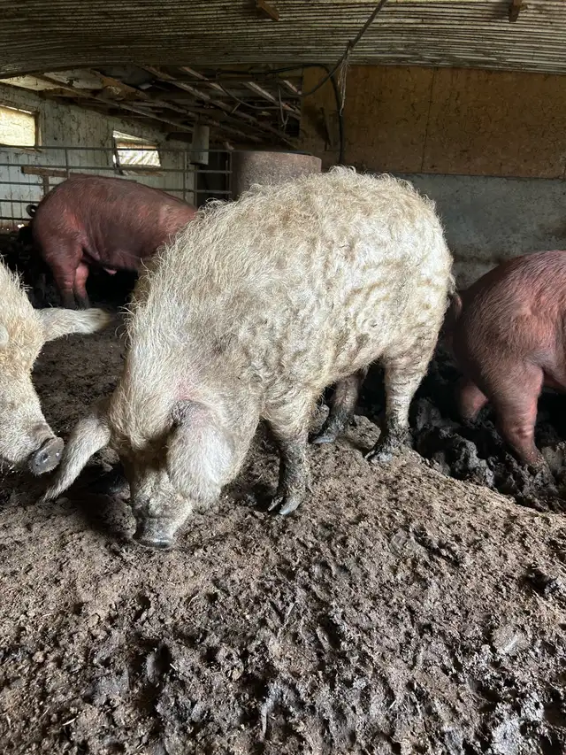 pigs for sale