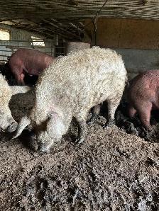 pigs for sale