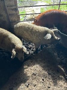 pigs for sale - Photo 2