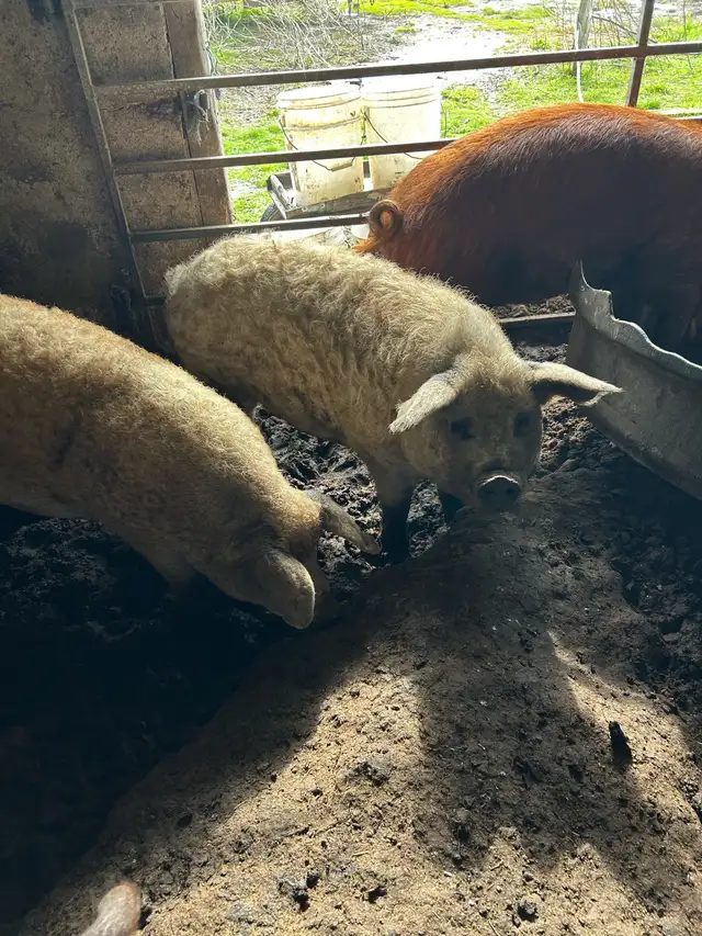 pigs for sale - Photo 3