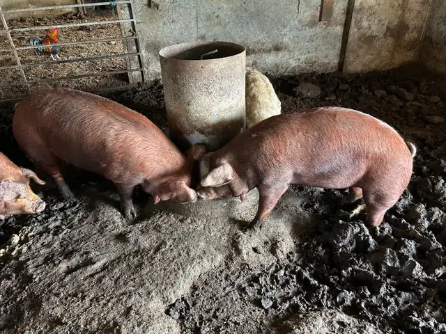 pigs for sale - Photo 4