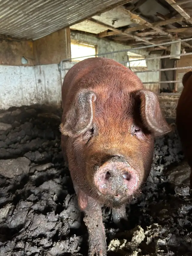 pigs for sale - Photo 5