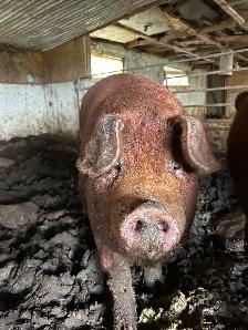 pigs for sale - Photo 5