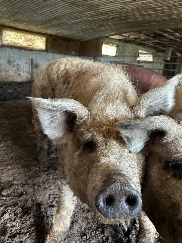 pigs for sale - Photo 6