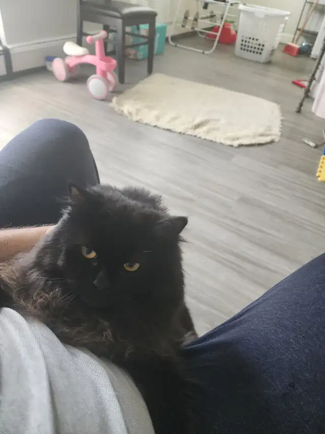 I'm selling a cat, only 9 months old, he's very cuddly and the b