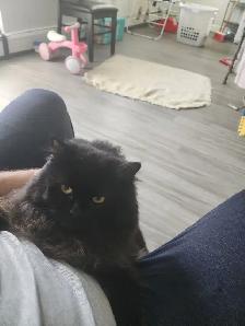 I'm selling a cat, only 9 months old, he's very cuddly and the b