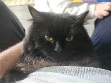 I'm selling a cat, only 9 months old, he's very cuddly and the b - Photo 2