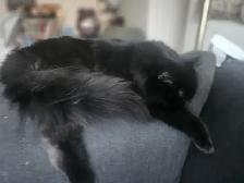 I'm selling a cat, only 9 months old, he's very cuddly and the b - Photo 3