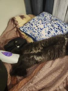 I'm selling a cat, only 9 months old, he's very cuddly and the b - Photo 4
