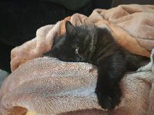 I'm selling a cat, only 9 months old, he's very cuddly and the b - Photo 6