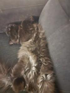I'm selling a cat, only 9 months old, he's very cuddly and the b - Photo 7