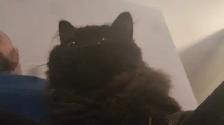 I'm selling a cat, only 9 months old, he's very cuddly and the b - Photo 8