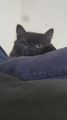 I'm selling a cat, only 9 months old, he's very cuddly and the b - Photo 10