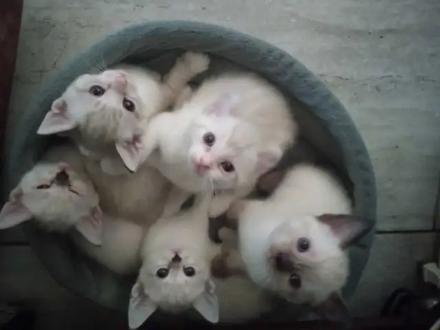 CHATONS HIGHLANDS LYNX MÂLE ET FEMELLES DISPO