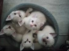 CHATONS HIGHLANDS LYNX MÂLE ET FEMELLES DISPO