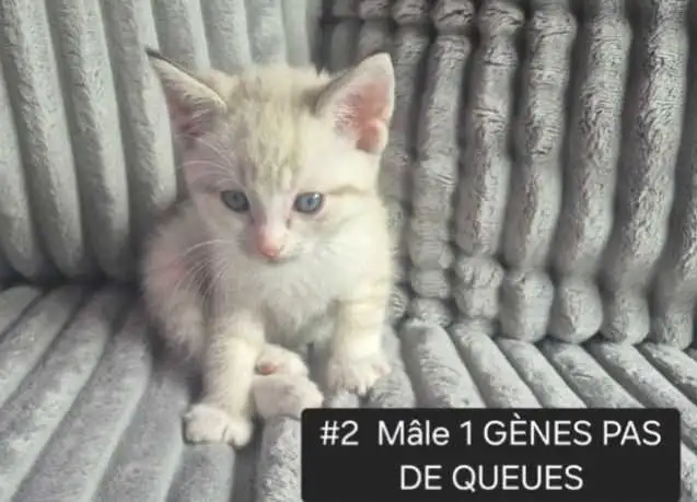 CHATONS HIGHLANDS LYNX MÂLE ET FEMELLES DISPO - Photo 2