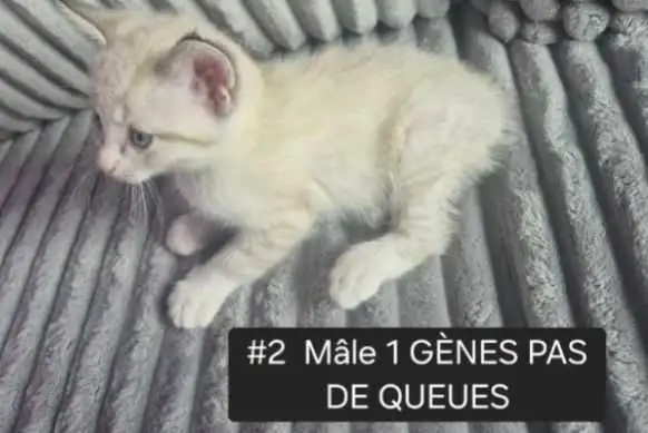 CHATONS HIGHLANDS LYNX MÂLE ET FEMELLES DISPO - Photo 3