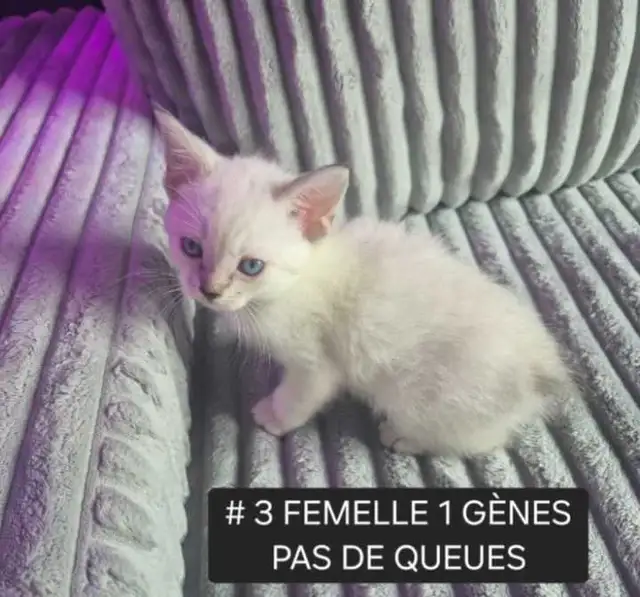 CHATONS HIGHLANDS LYNX MÂLE ET FEMELLES DISPO - Photo 4