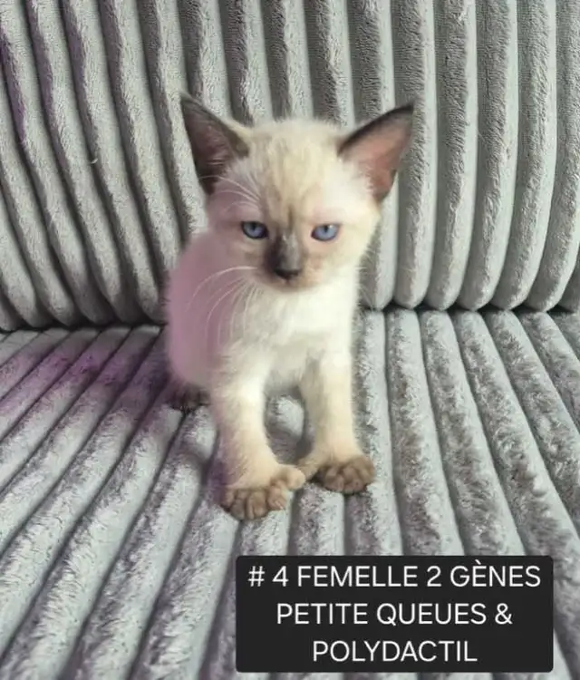 CHATONS HIGHLANDS LYNX MÂLE ET FEMELLES DISPO - Photo 5