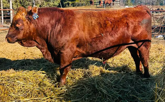 Simmental Bull