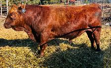 Simmental Bull