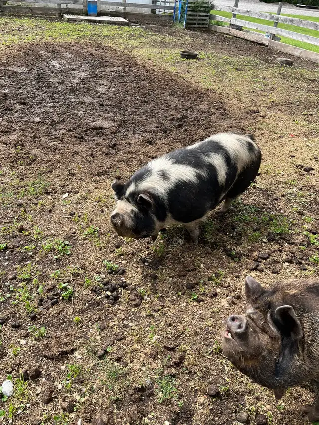 Kune Kune Sows