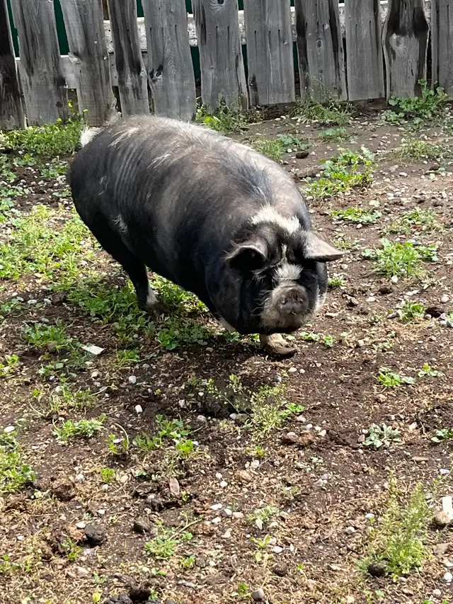 Kune Kune Sows - Photo 2