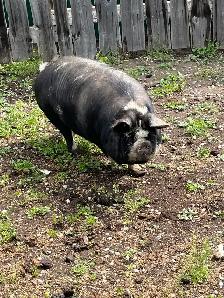 Kune Kune Sows - Photo 2