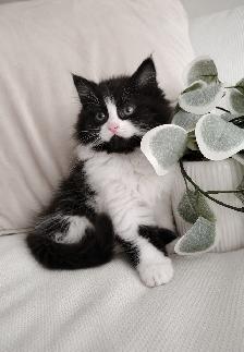 Chaton Siberien hypoallergenique