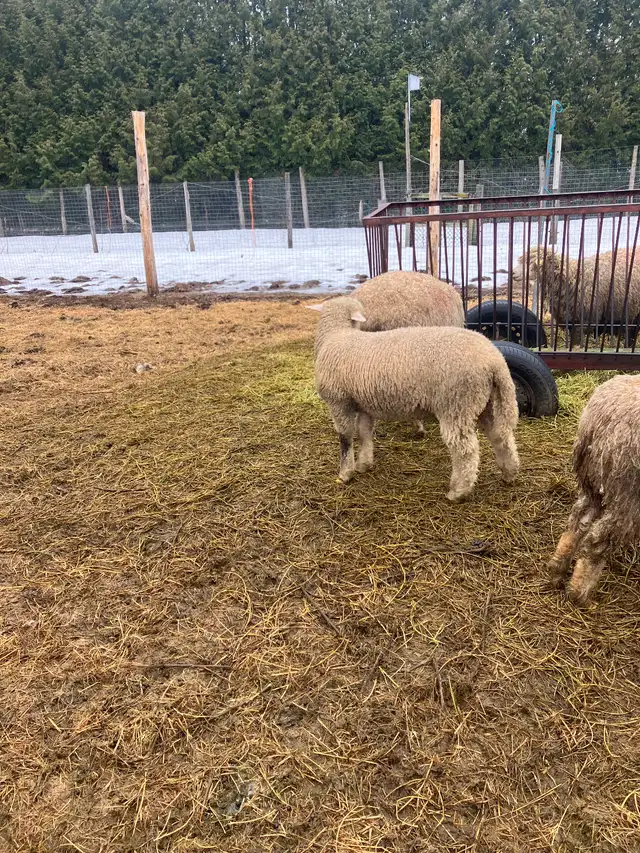 3 agneaux nés en Janvier