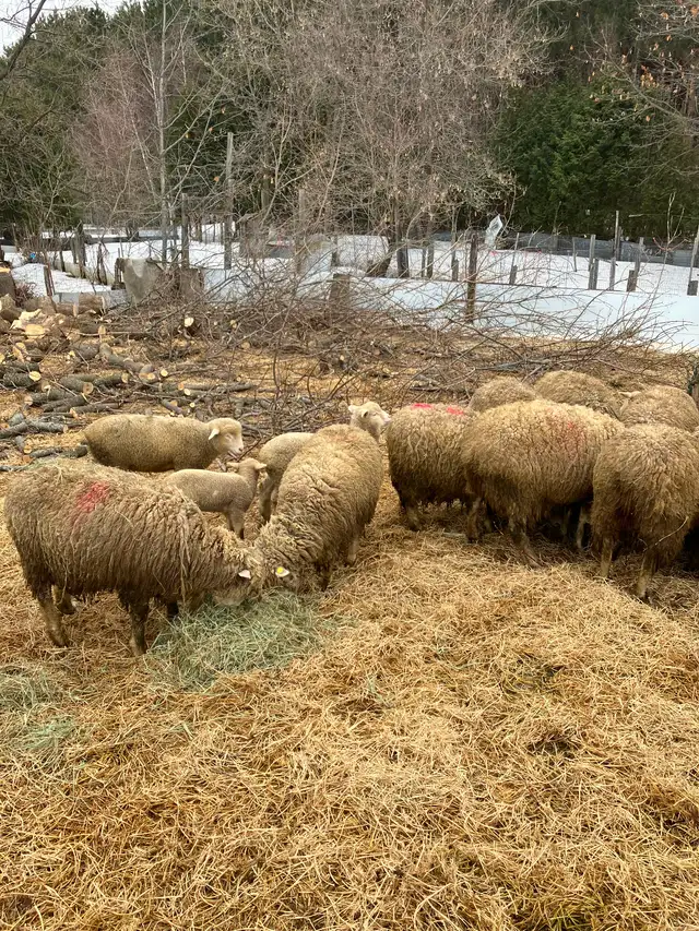 3 agneaux nés en Janvier - Photo 4