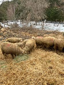 3 agneaux nés en Janvier - Photo 4