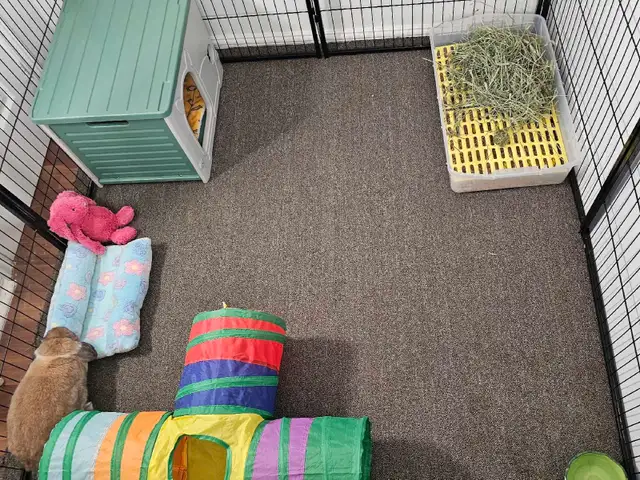 WHERE SMALL PETS GET BIG CARE!!
