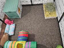 WHERE SMALL PETS GET BIG CARE!!