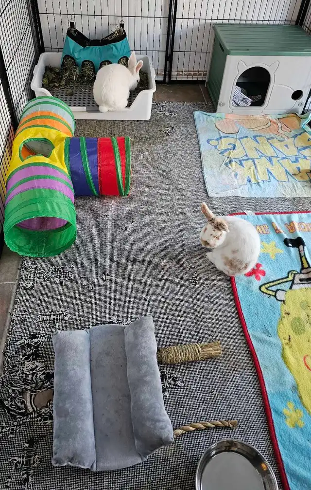 WHERE SMALL PETS GET BIG CARE!! - Photo 3