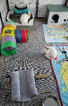 WHERE SMALL PETS GET BIG CARE!! - Photo 3