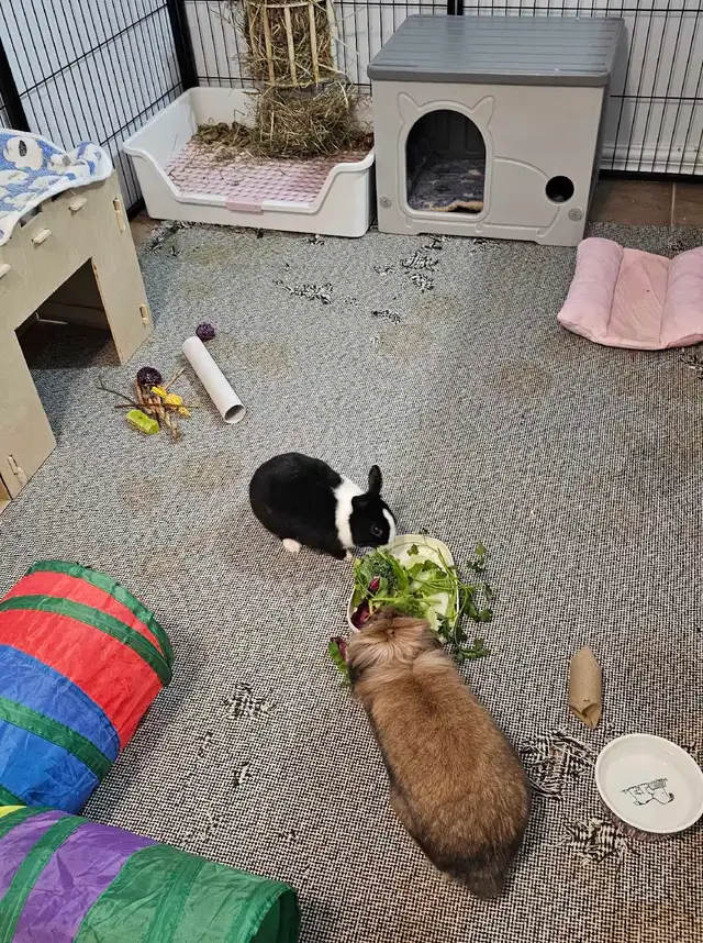WHERE SMALL PETS GET BIG CARE!! - Photo 4