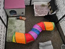 WHERE SMALL PETS GET BIG CARE!! - Photo 5