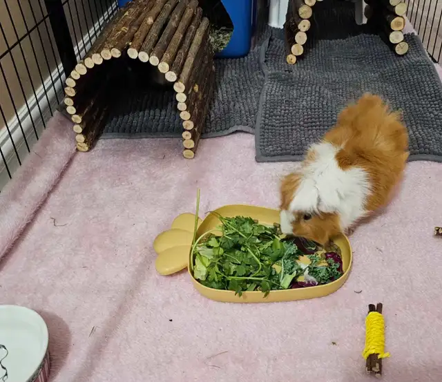 WHERE SMALL PETS GET BIG CARE!! - Photo 7