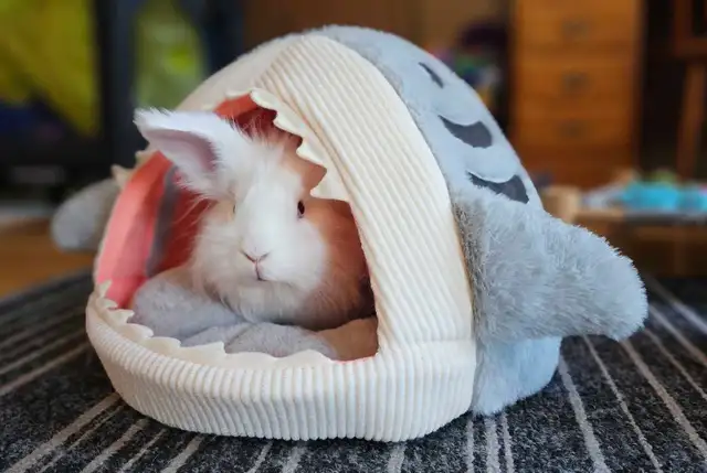 WHERE SMALL PETS GET BIG CARE!! - Photo 8